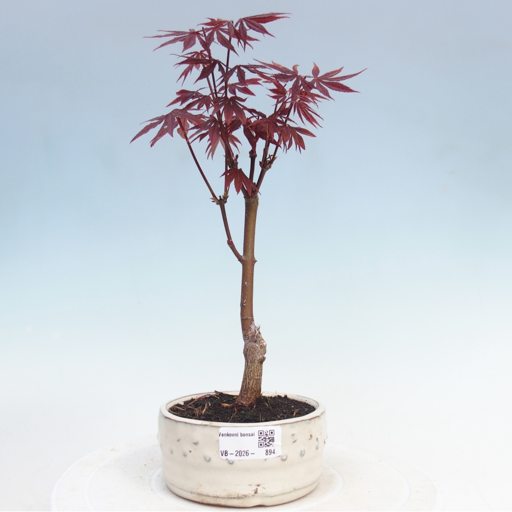 Venkovní bonsai - Acer palm. Atropurpureum-Javor dlanitolistý