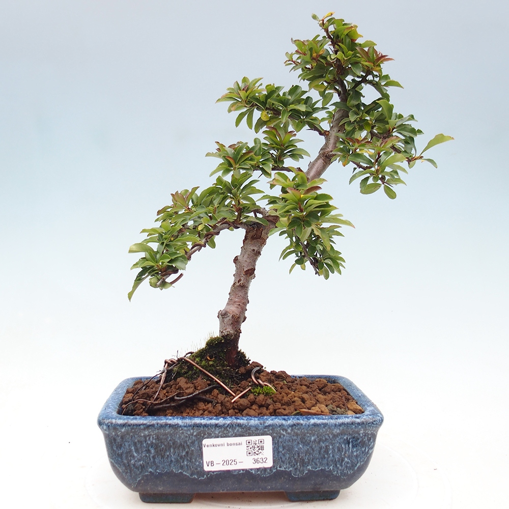 Venkovní bonsai-Pyracanta Teton -Hlohyně