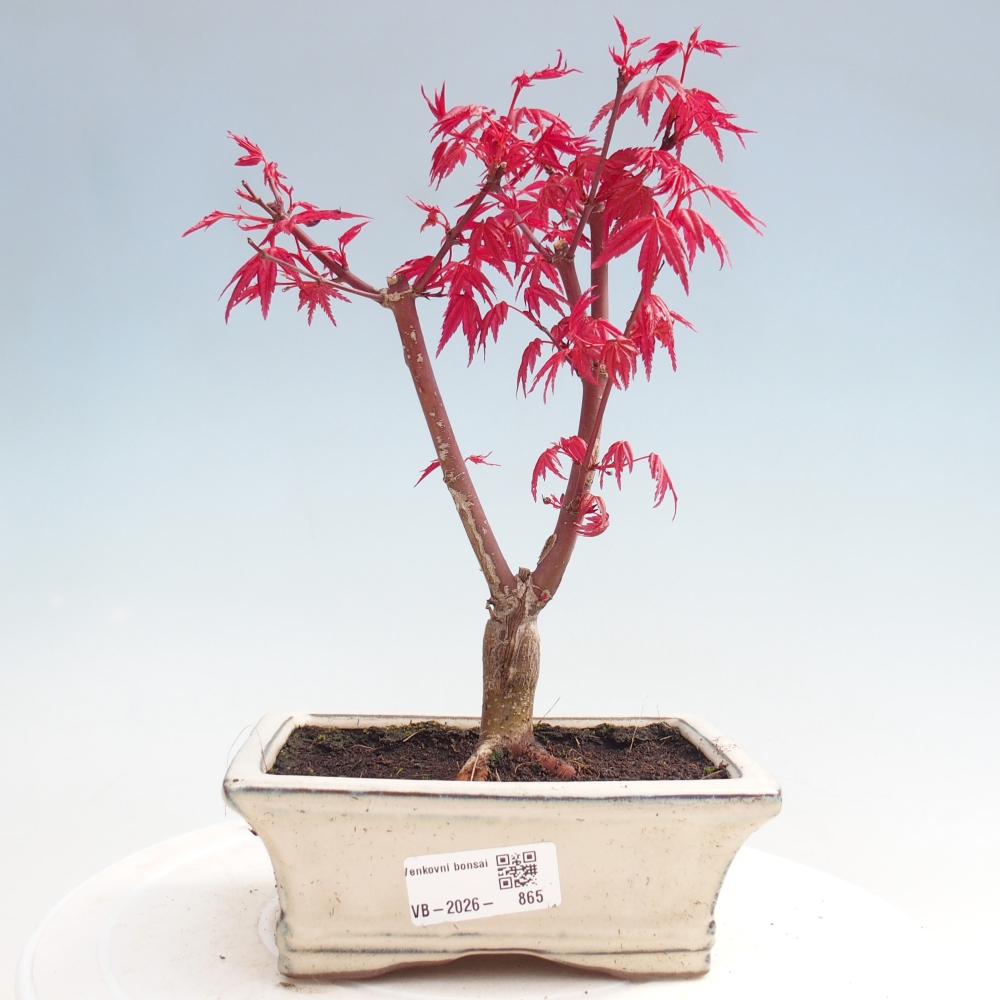 Venkovní bonsai - Javor dlanitolistý - Acer palmatum DESHOJO