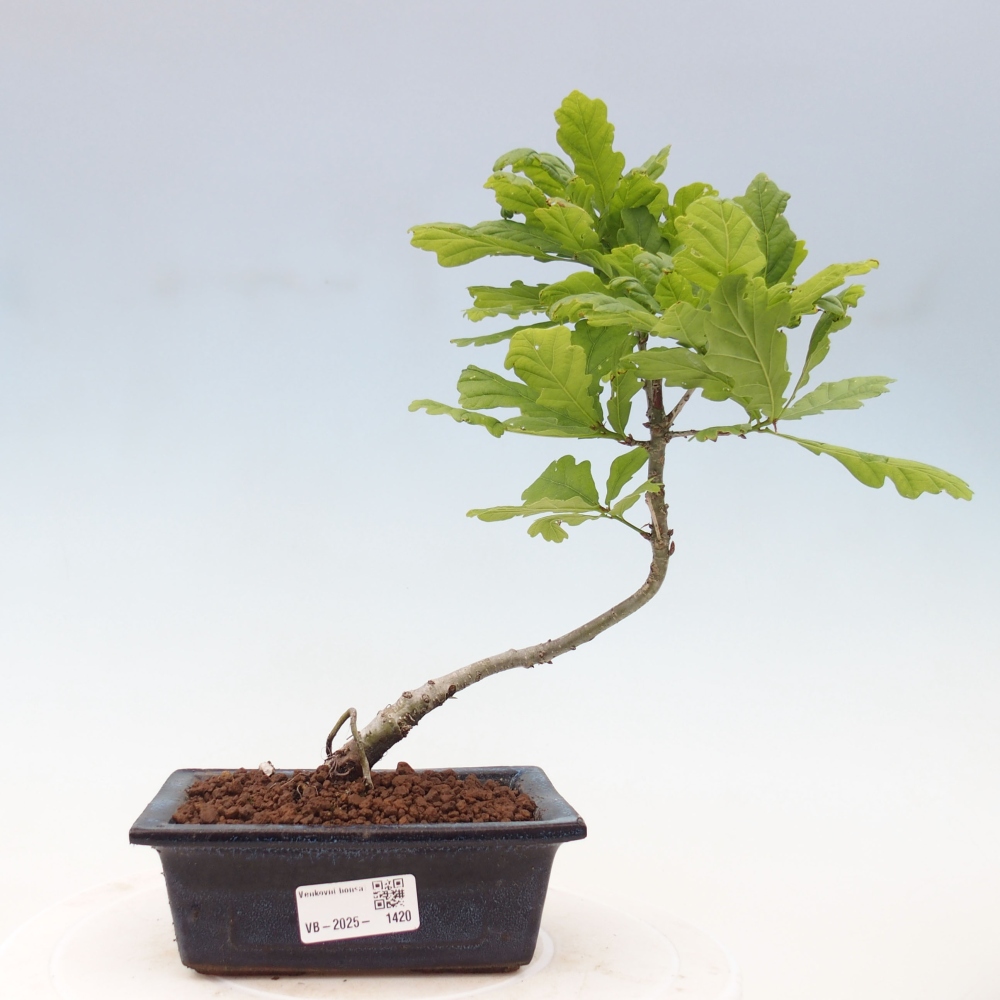 Venkovní bonsai - Quercus robur - Dub letní