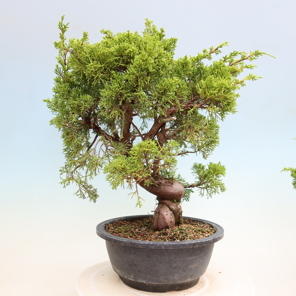 Venkovní bonsai - Juniperus chinensis Itoigawa-Jalovec čínský