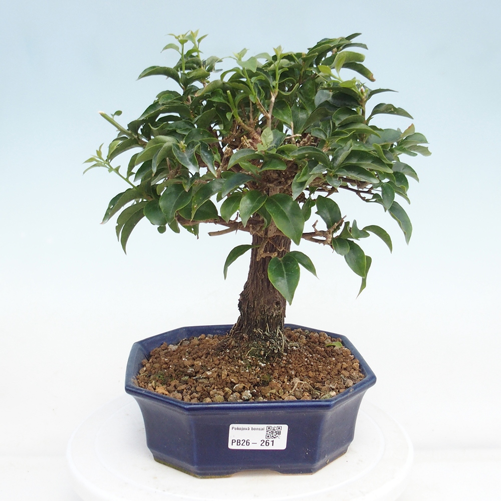 Pokojová bonsai - Bouganwilea