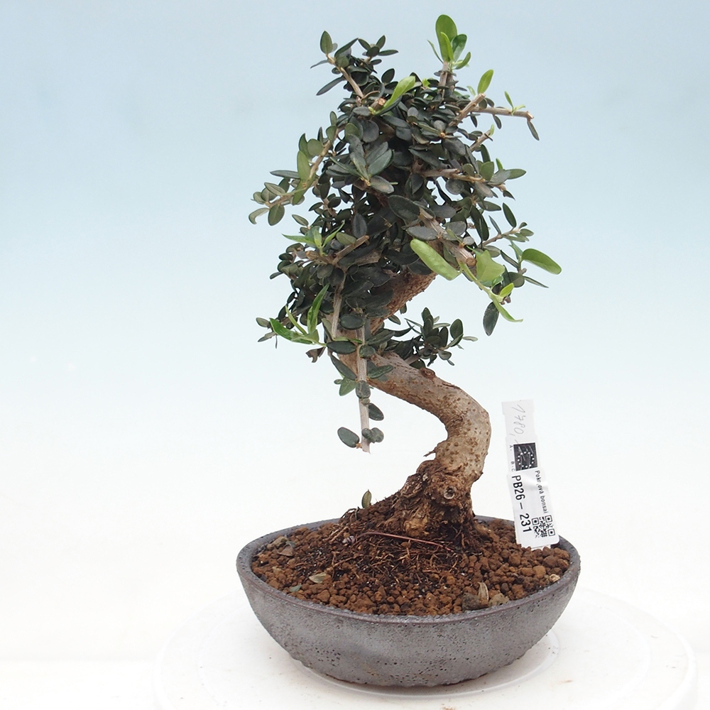 Pokojová bonsai - Olea europaea sylvestris -Oliva evropská drobnolistá