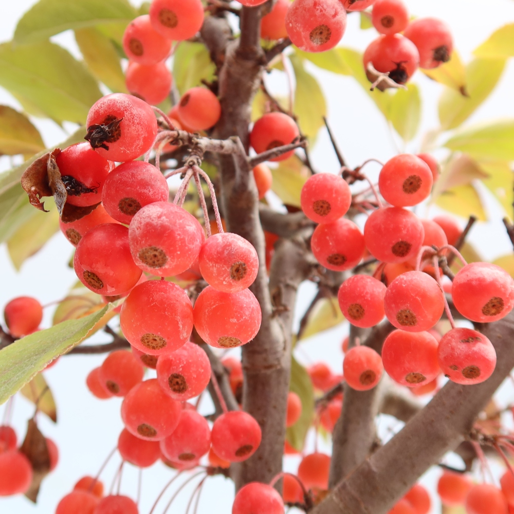 Venkovní bonsai -Malus domestica - Maloplodá jabloň červenolistá