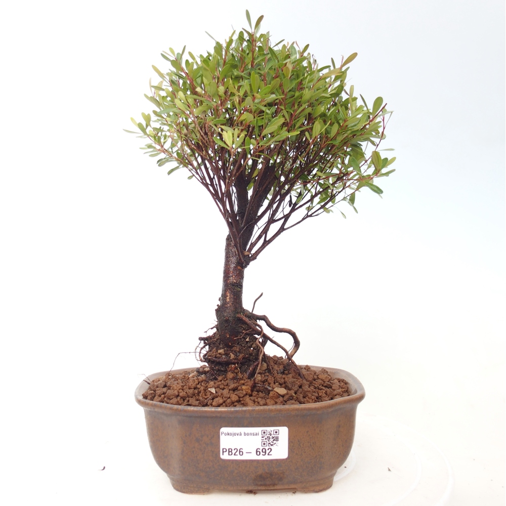 Pokojová bonsai - Syzygium - Pimentovník
