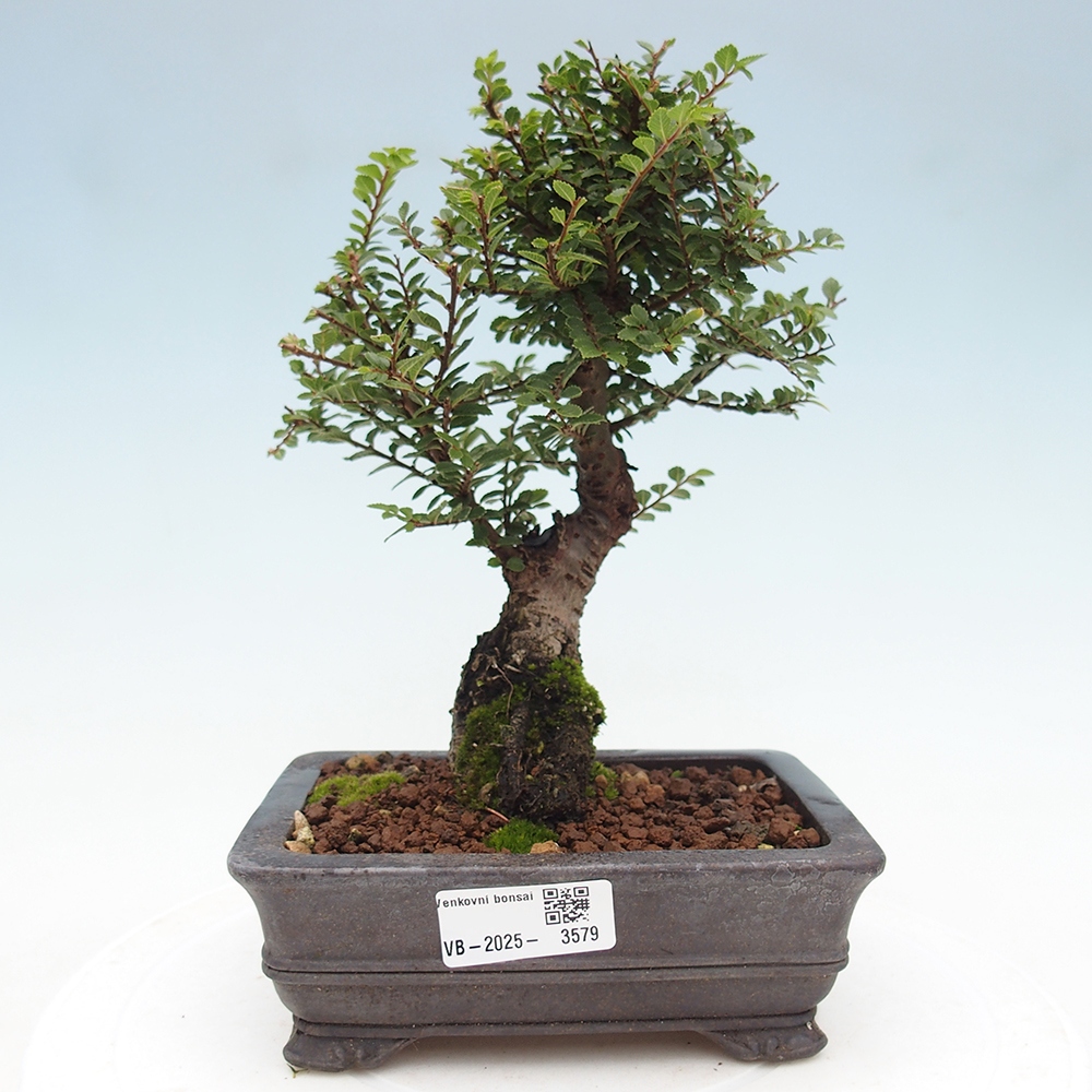 Venkovní bonsai - Ulmus parvifolia Hokkaido - jilm Čínský
