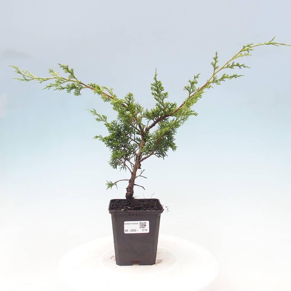 Venkovní bonsai - Juniperus chinensis Itoigawa -Jalovec čínský