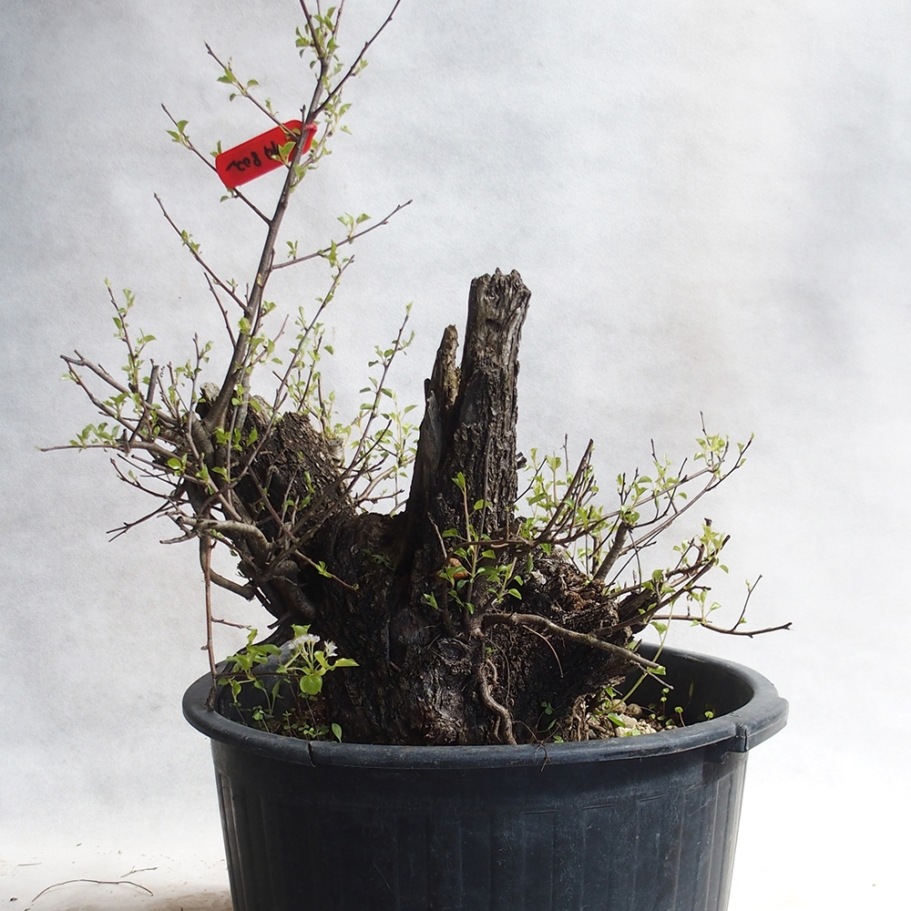 Venkovní bonsai -Mahalebka - Prunus mahaleb