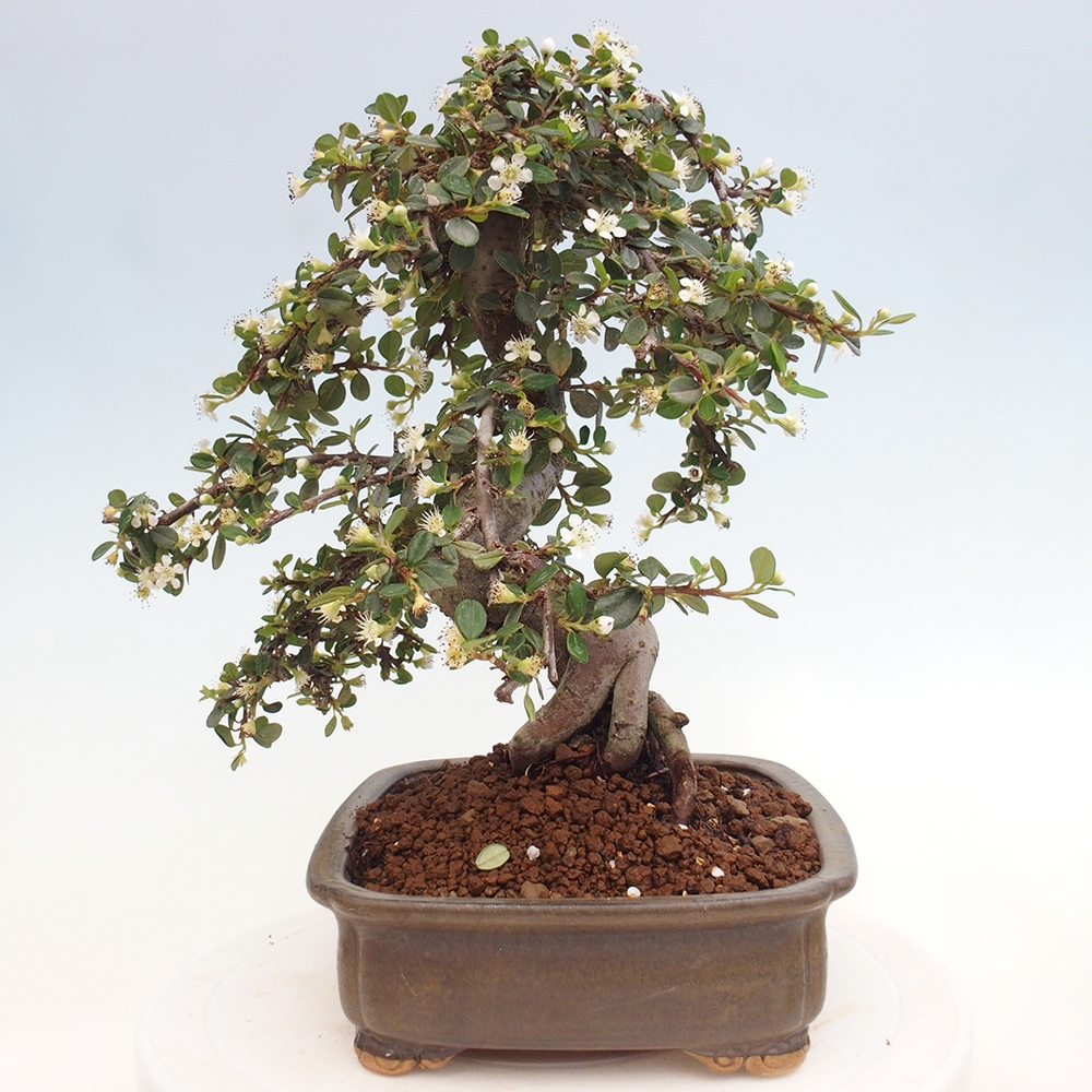Venkovní bonsai-Cotoneaster dammeri - Skalník Damerův