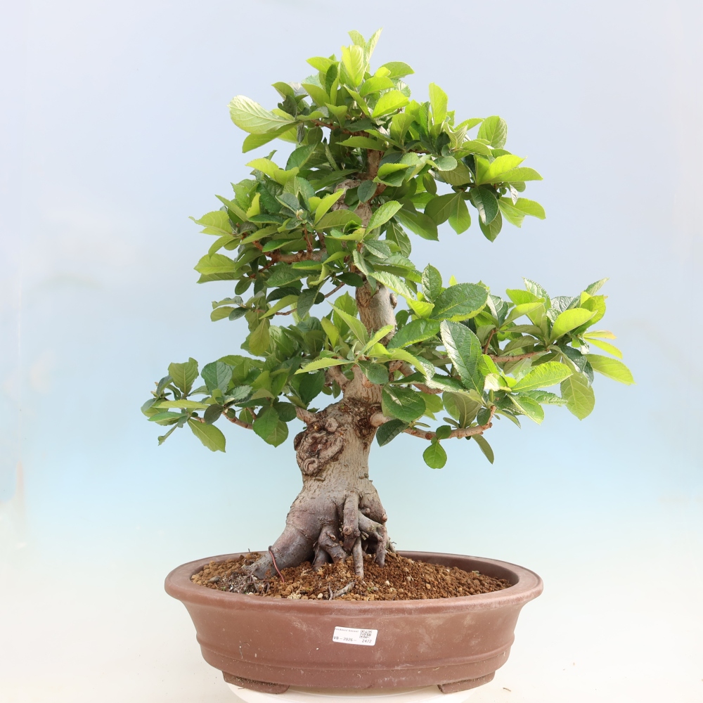 Venkovní bonsai - Blýskalka chlupatá - Photinia villosa