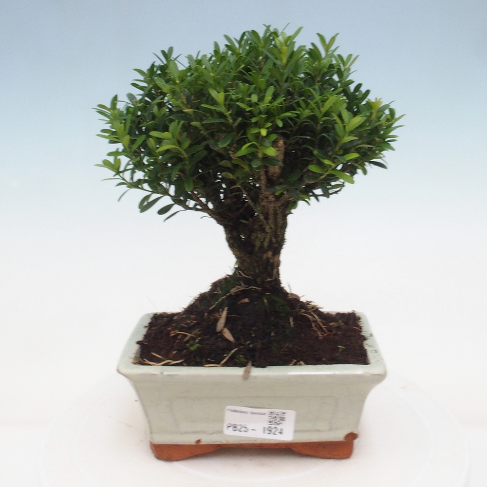Pokojová bonsai - Buxus harlandii - korkový buxus