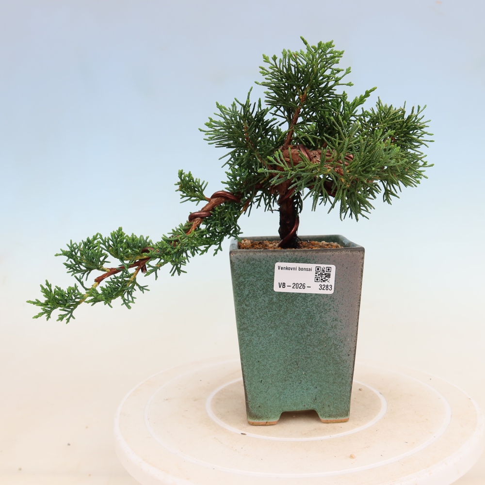 Venkovní bonsai - Juniperus chinensis Kishu -Jalovec čínský