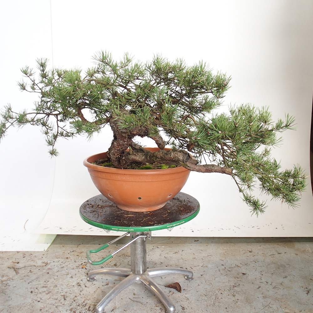 Yamadori - Pinus sylvestris - Borovice lesní - Španělsko