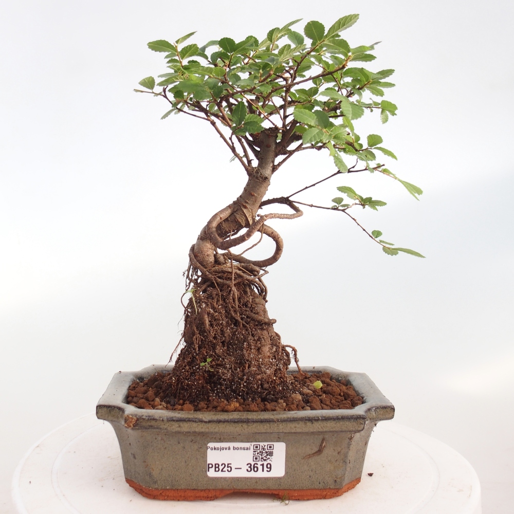 Pokojová bonsai - Ulmus parvifolia - Malolistý jilm