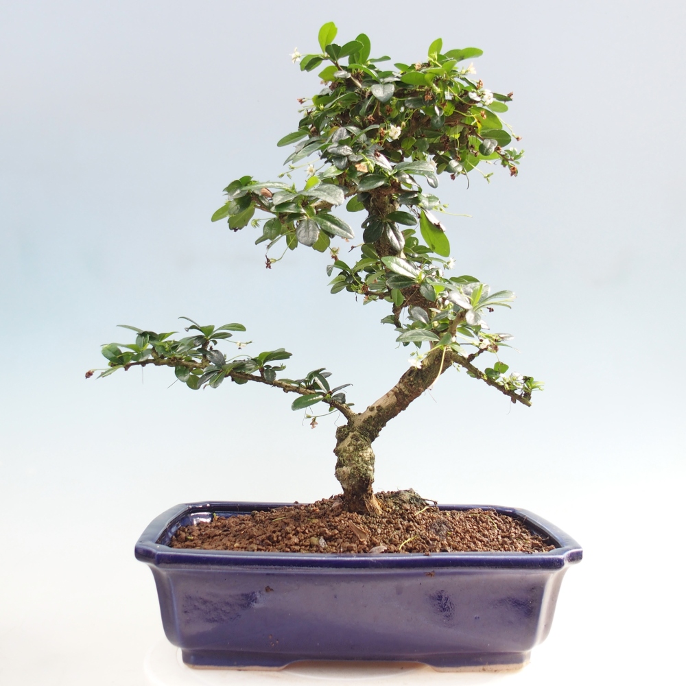 Pokojová bonsai - Carmona macrophylla - Čaj fuki