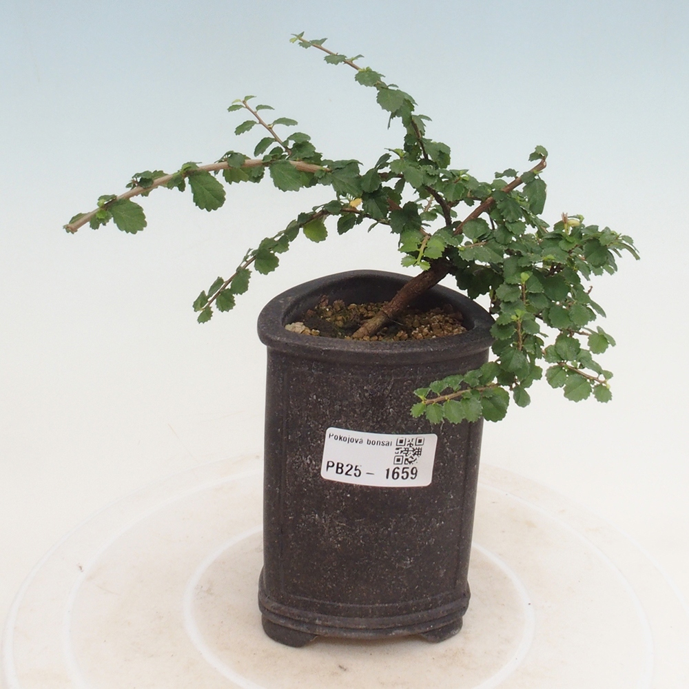 Pokojová bonsai - Grewia sp. - Grewie malolistá