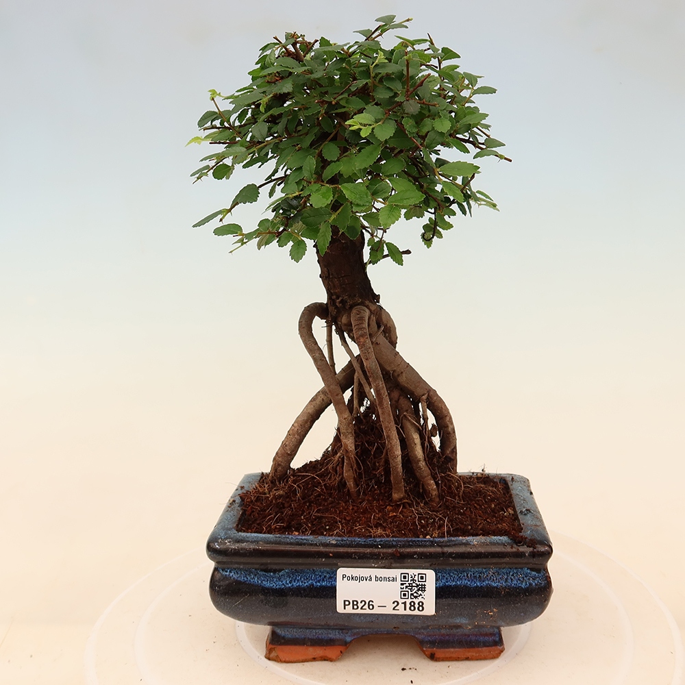 Pokojová bonsai - Ulmus parvifolia - Malolistý jilm