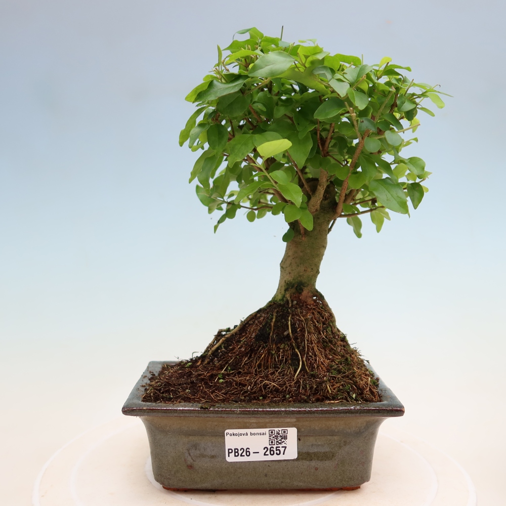 Pokojová bonsai -Ligustrum chinensis - Ptačí zob