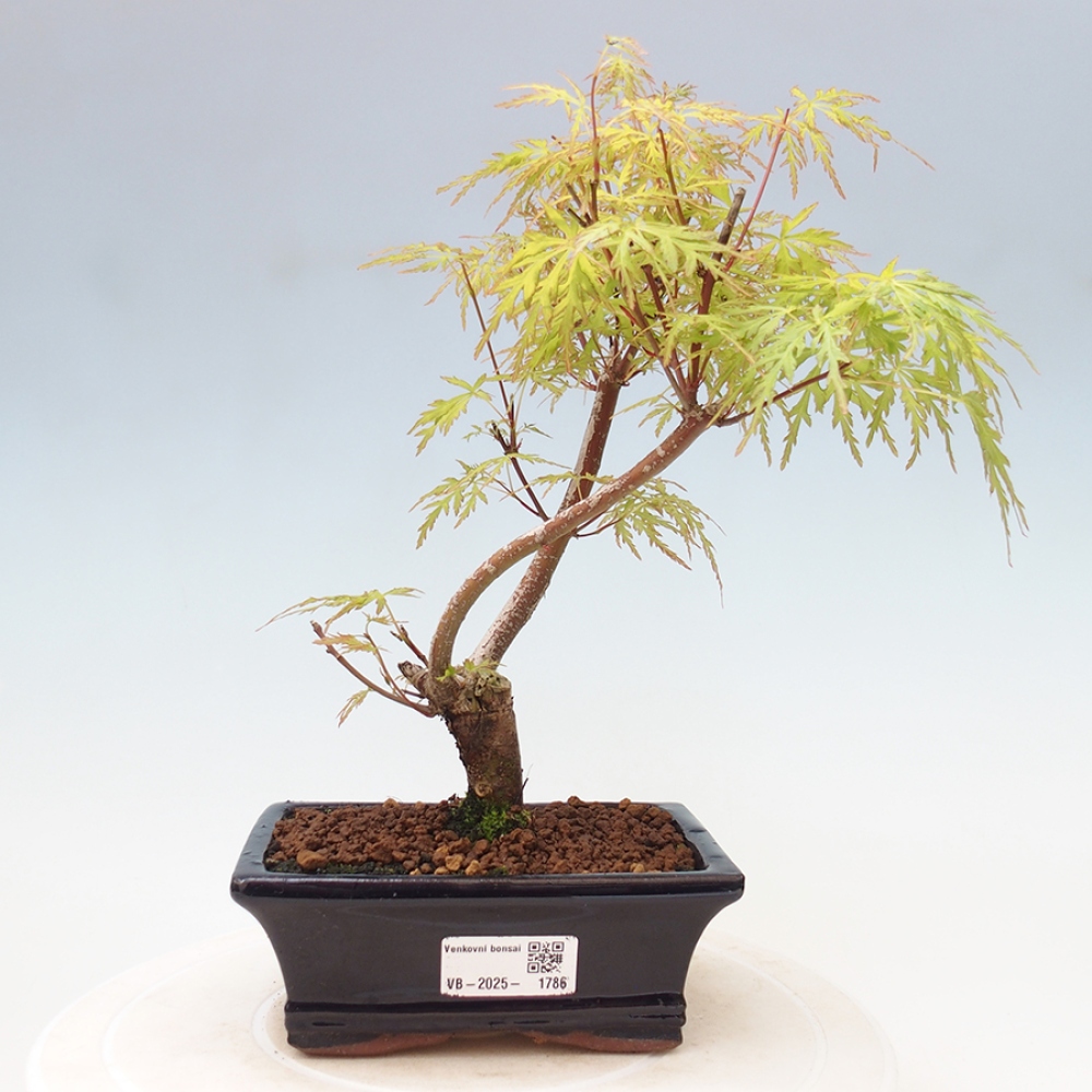 Venkovní bonsai - Acer palmatum Dissectum - Javor dlanitolistý 