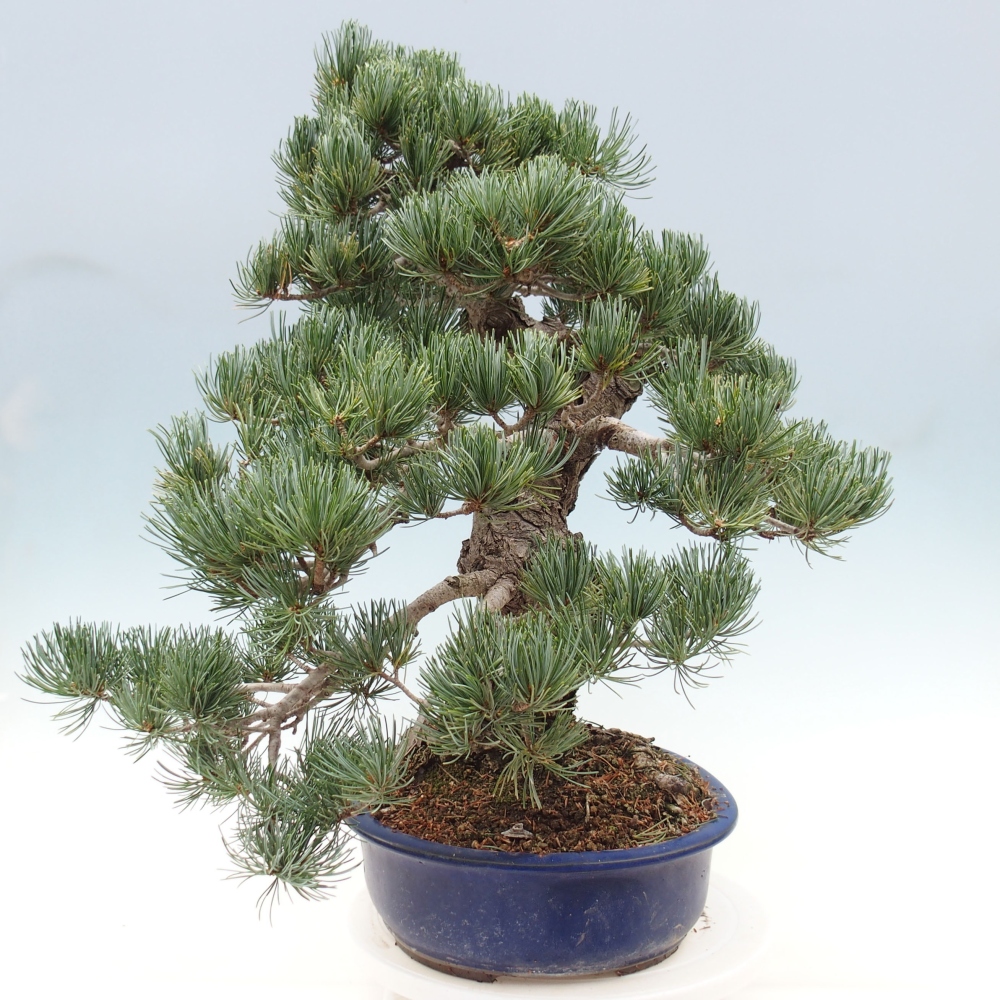 Venkovní bonsai - Pinus parviflora - Borovice drobnokvětá