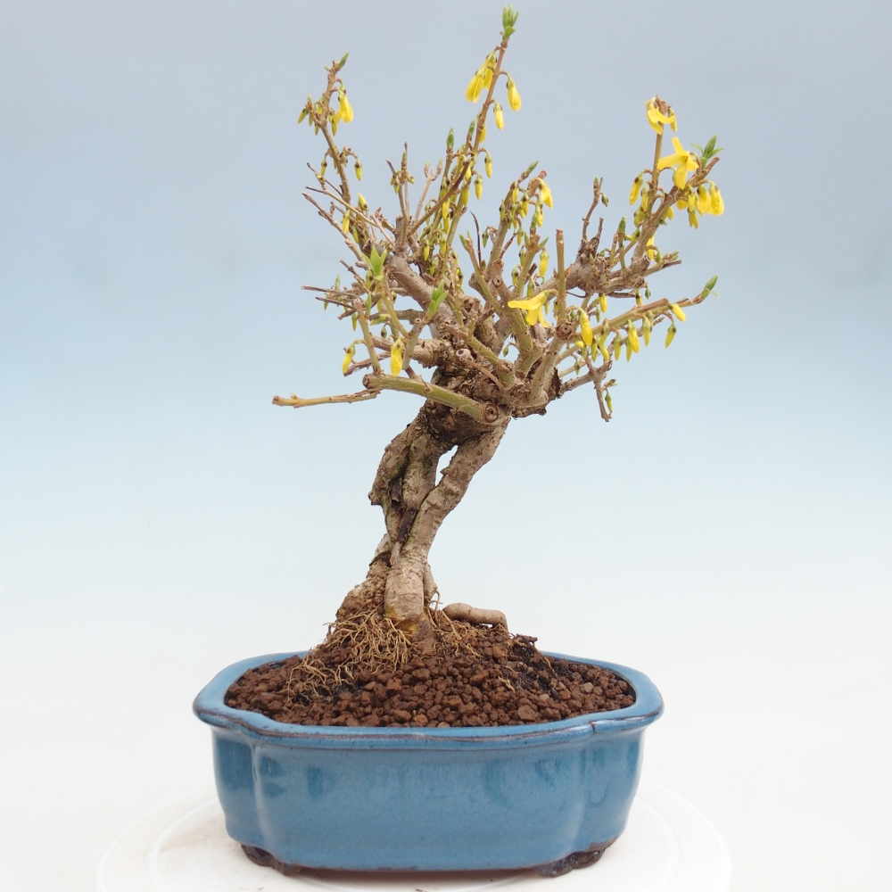 Venkovní bonsai - Zlatice - Forsythia koreana