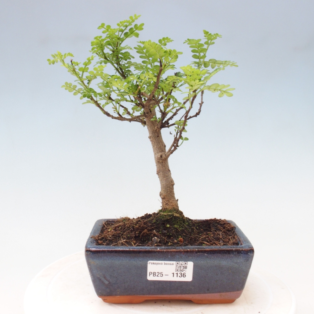 Pokojová bonsai - Zantoxylum piperitum - pepřovník