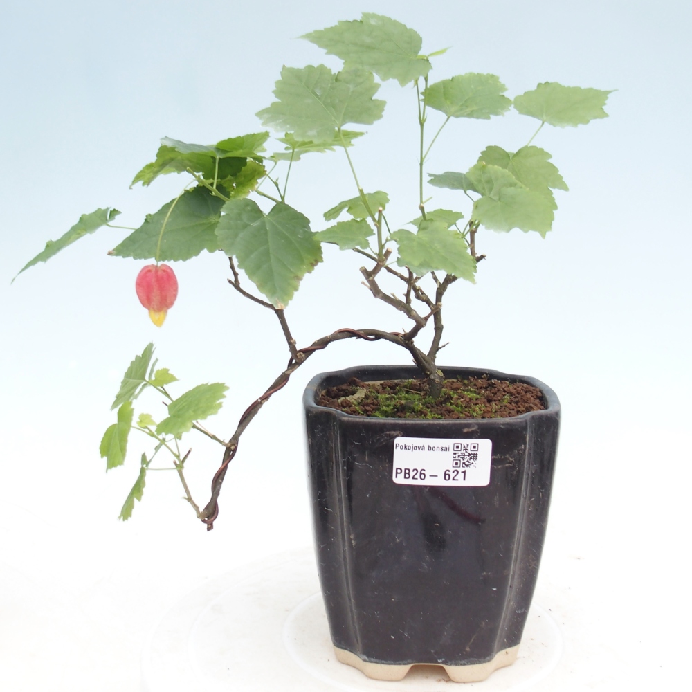 Pokojová bonsai - Abutilon Big Bell - Mračňák poříční