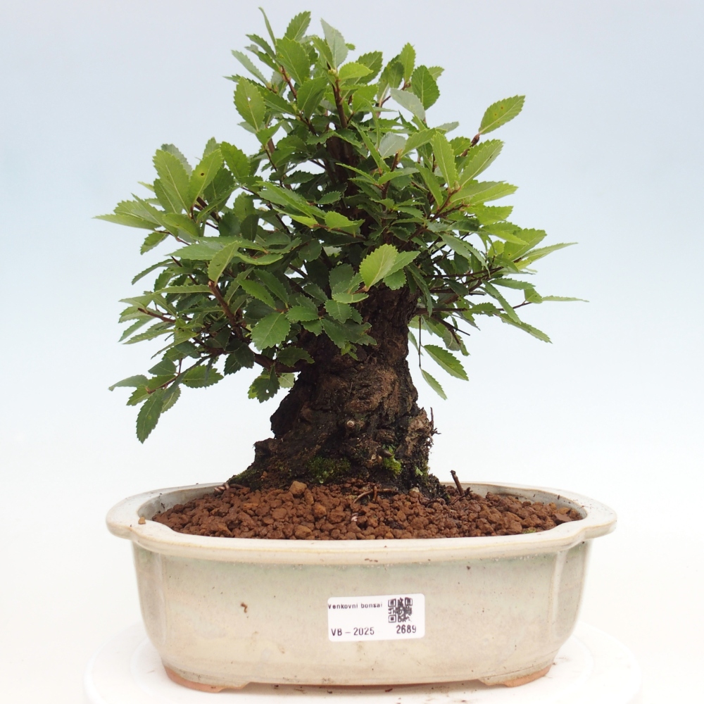 Venkovní bonsai - Zelkova - Zelkova NIRE