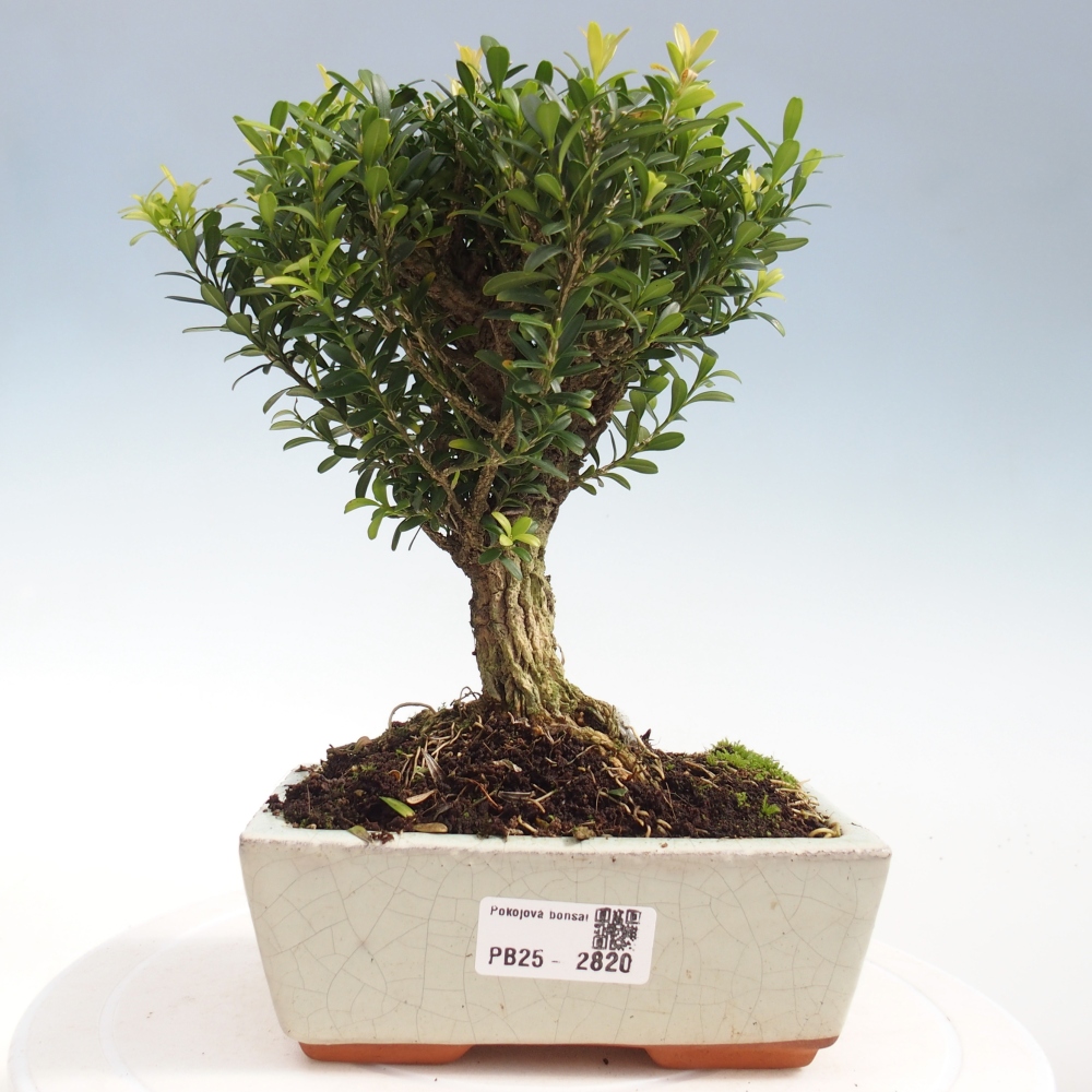 Pokojová bonsai - Buxus harlandii -korkový buxus