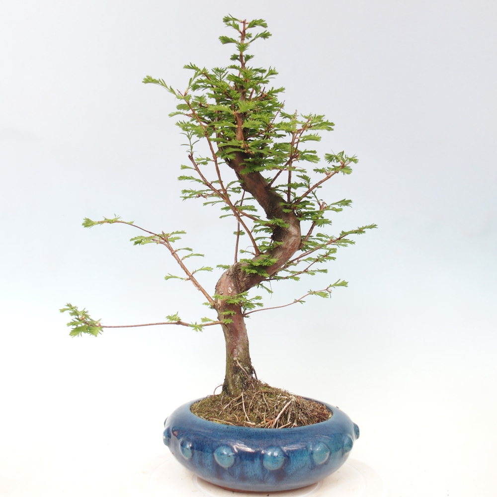 Venkovní bonsai - Metasequoia glyptostroboides - Metasekvoje čínská