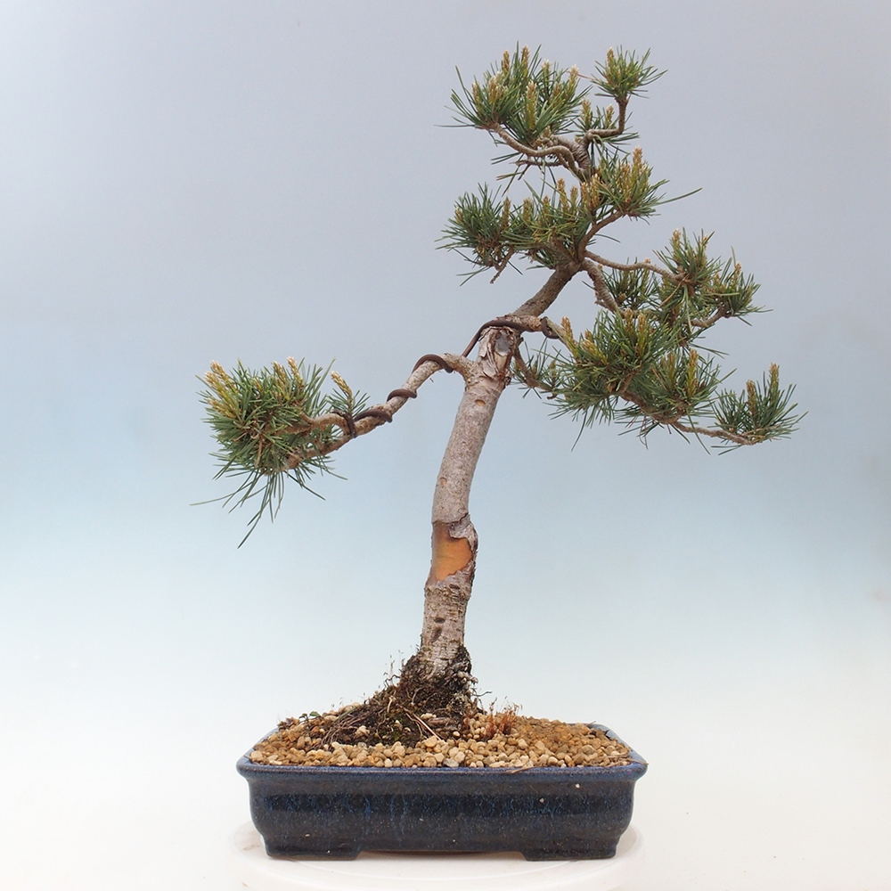Venkovní bonsai - Pinus Sylvestris Watererri - Borovice lesní