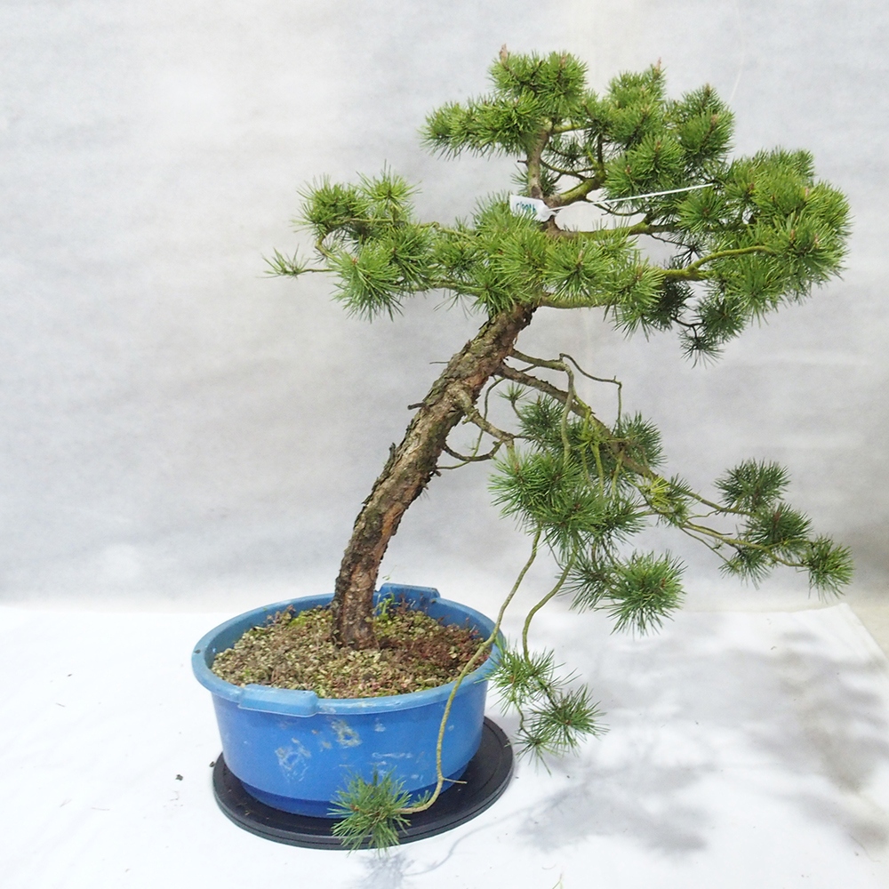 Yamadori - Pinus sylvestris 