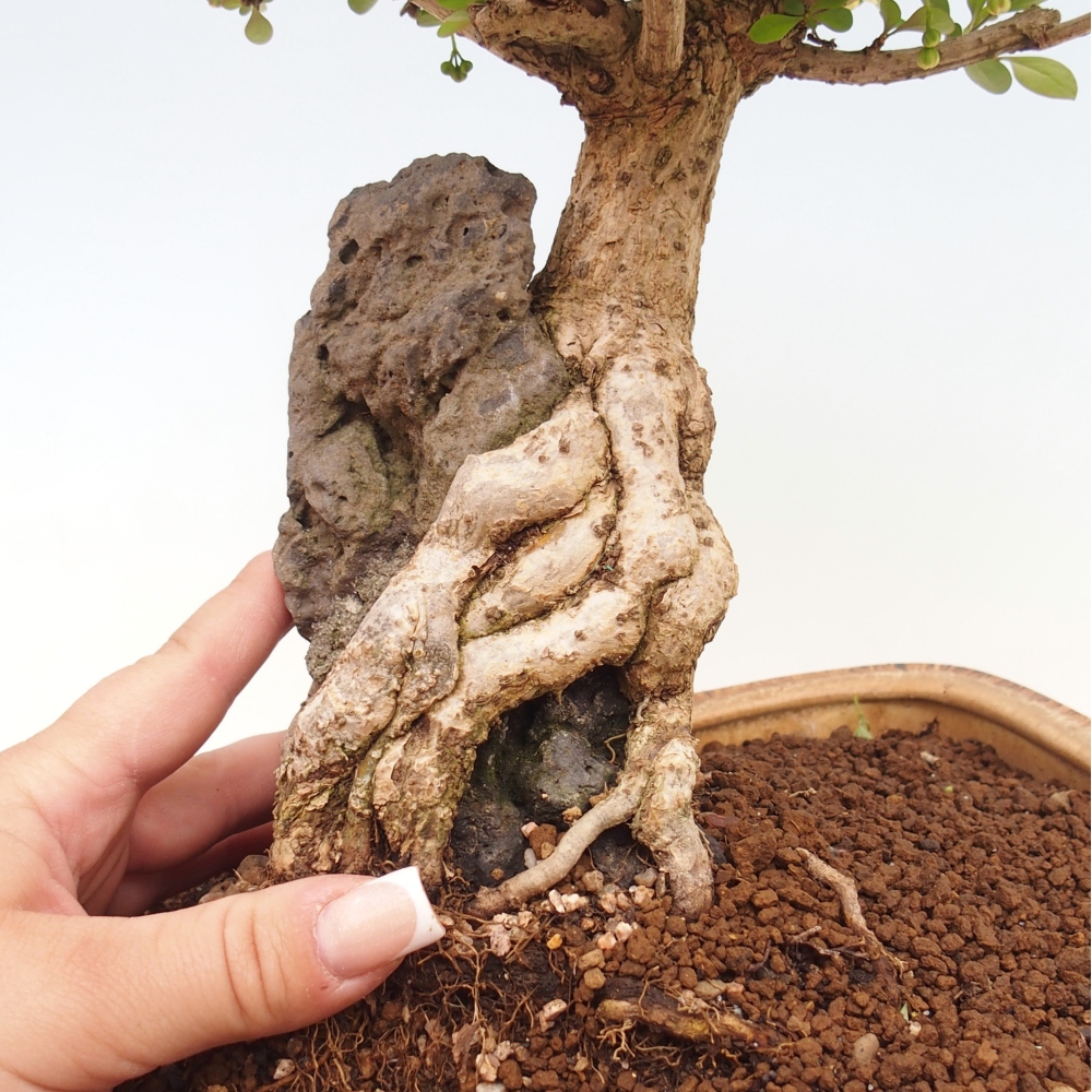 Venkovní bonsai - Berberis coreana - Dřištál korejský
