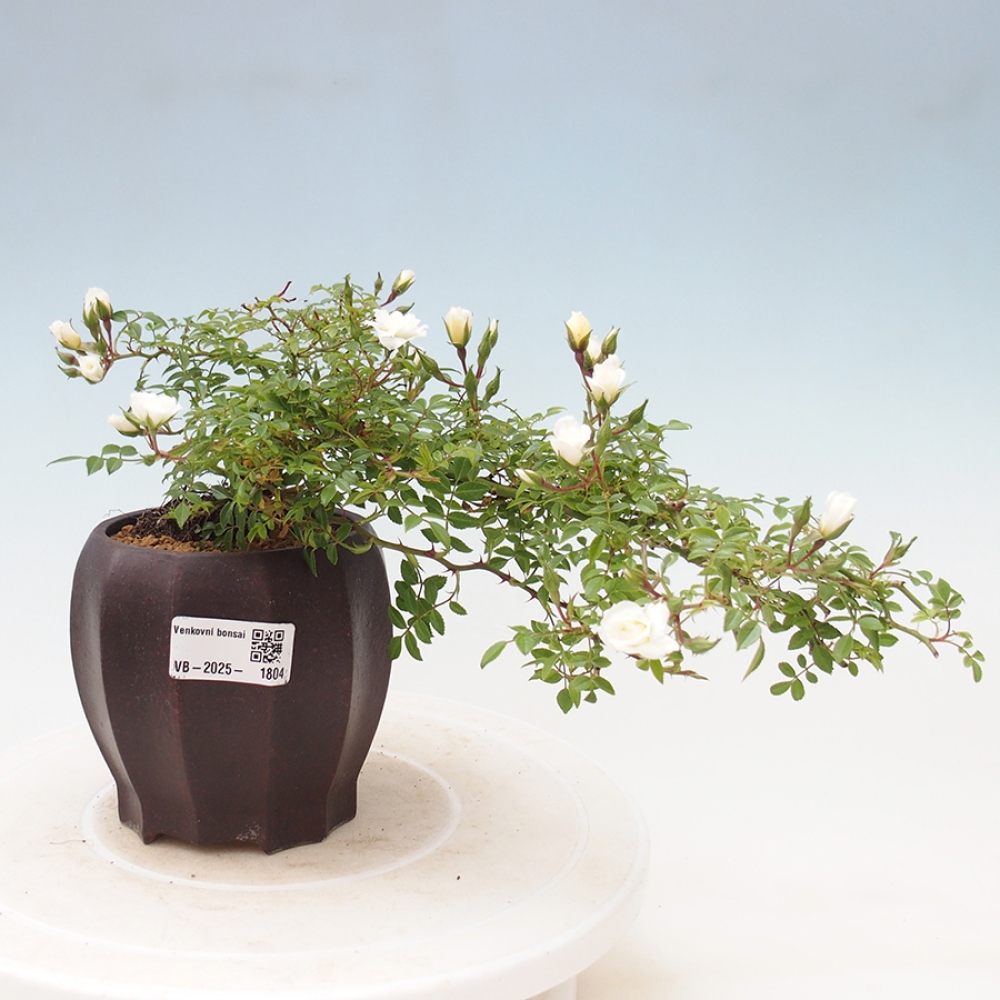 Venkovní bonsai - Rosa Sea Foam -  růže