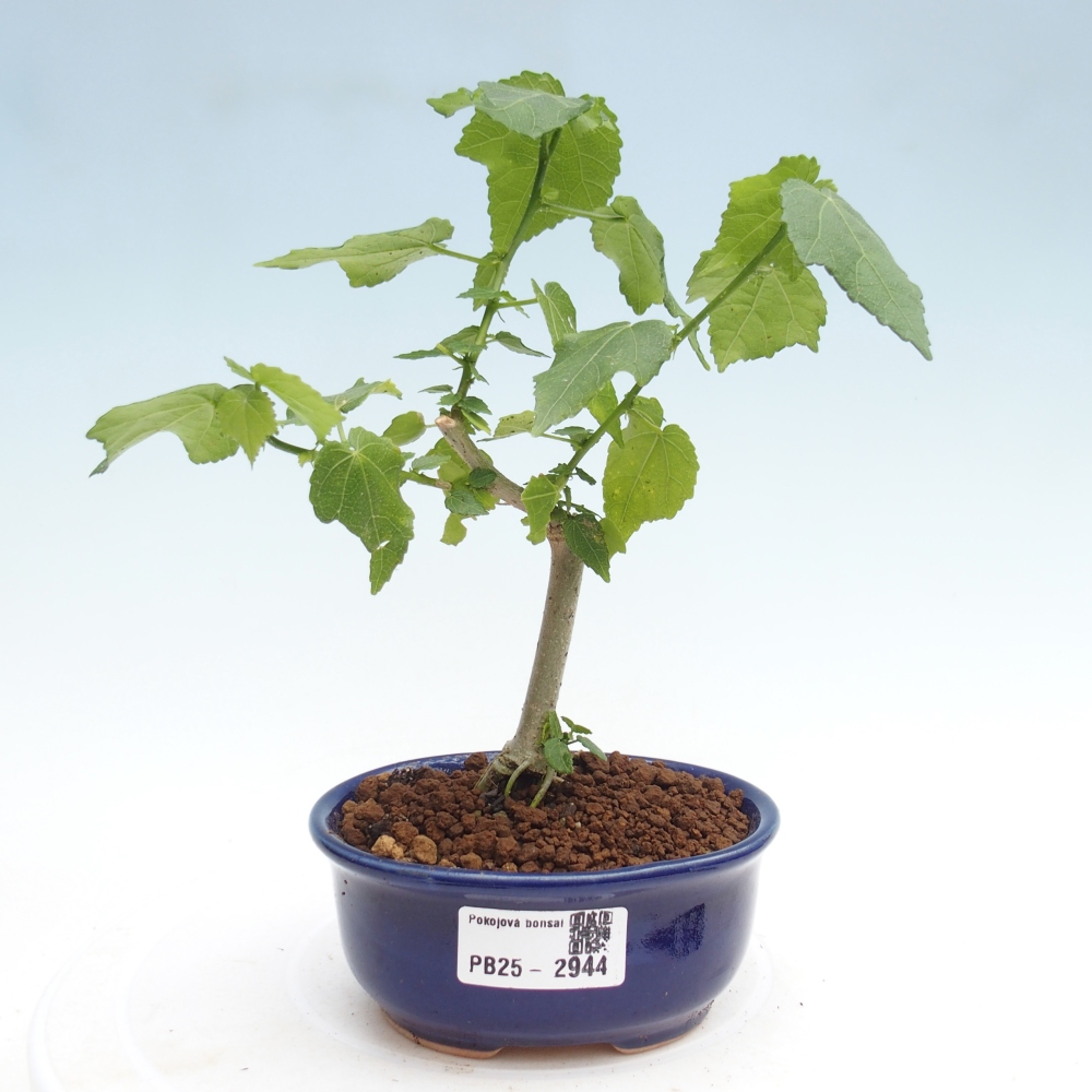 Pokojová bonsai - Malvaviscus arboreus - ibiškovec dřevnatý