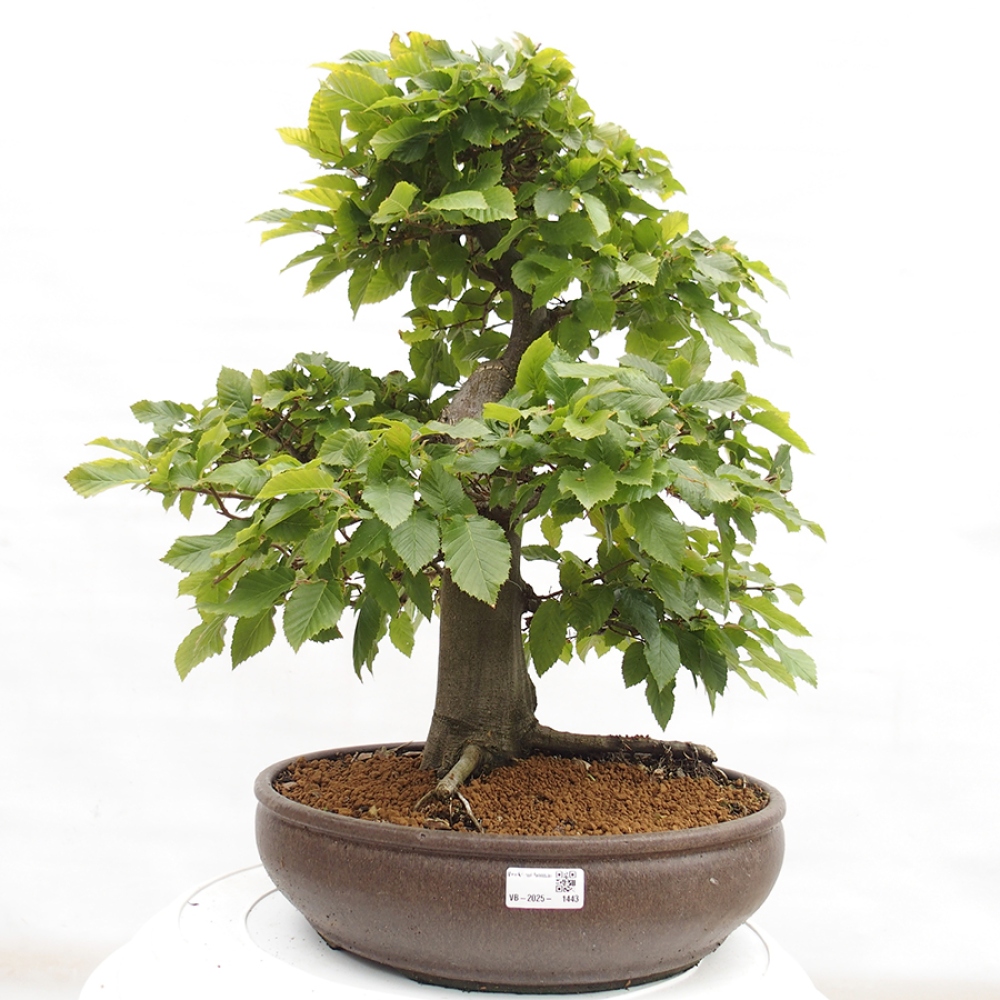 Venkovní bonsai - Habr obecný - Carpinus betulus