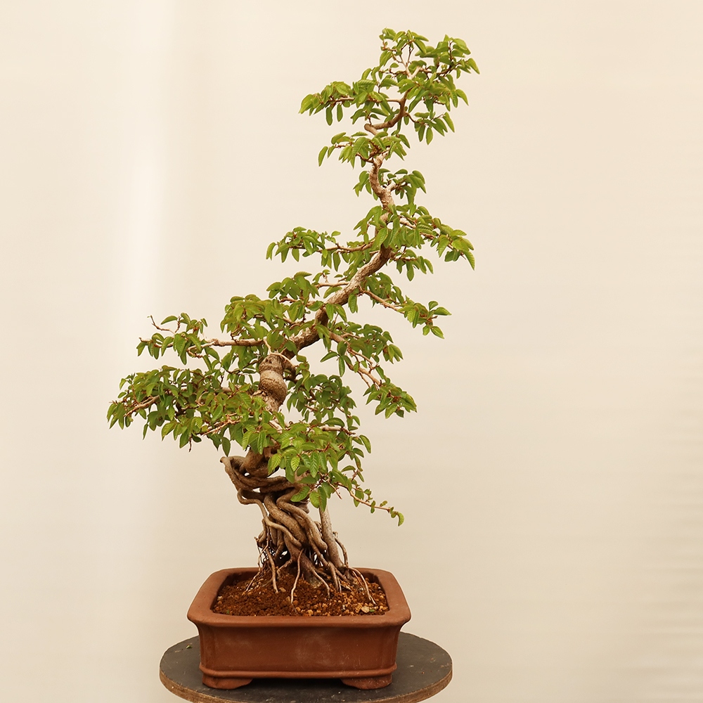 Venkovní bonsai -Carpinus Coreana - Habr korejský