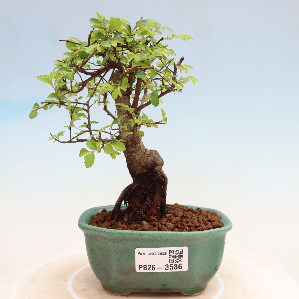 Pokojová bonsai - Ulmus parvifolia - Malolistý jilm