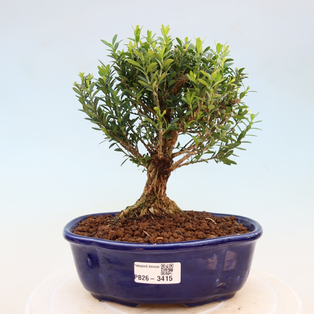Pokojová bonsai - Buxus harlandii -korkový buxus