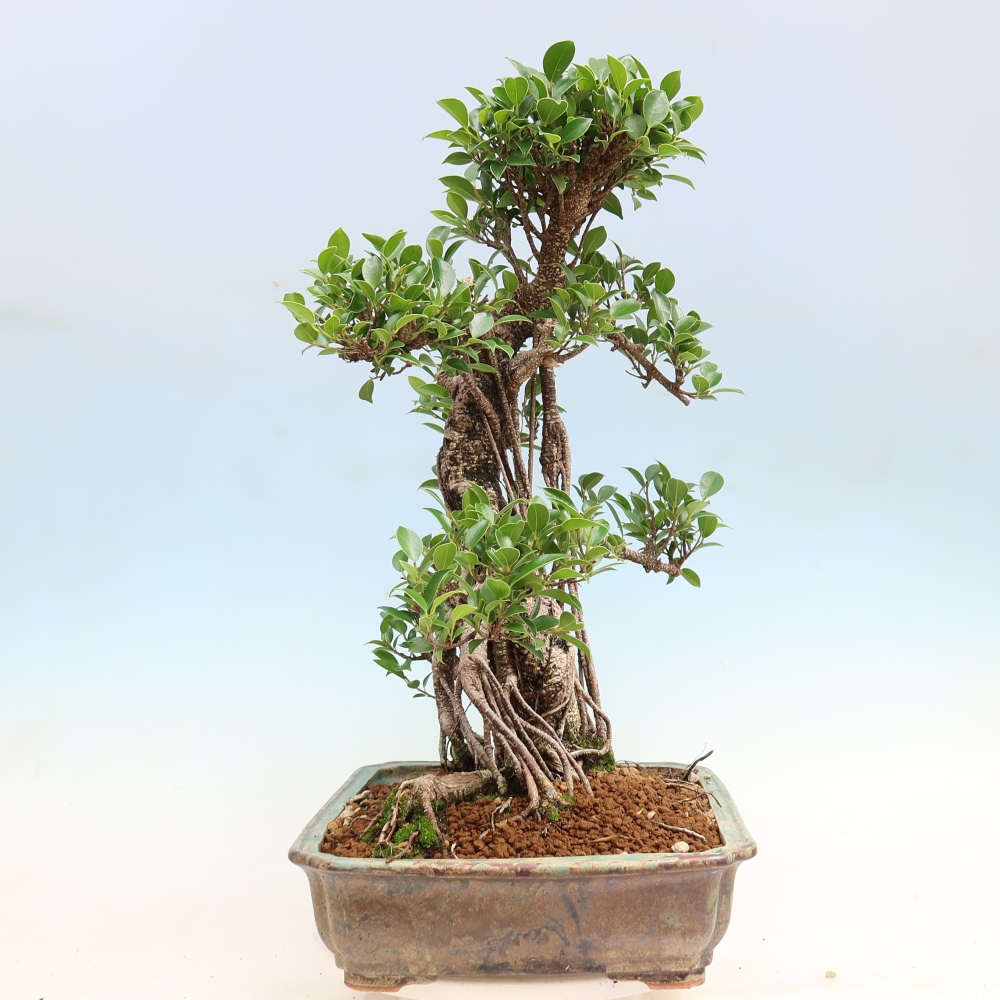 Pokojová bonsai - Ficus kimmen -  malolistý fíkus
