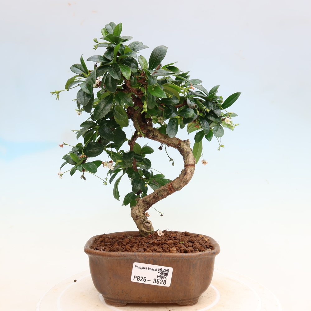 Pokojová bonsai - Carmona macrophylla - Čaj fuki