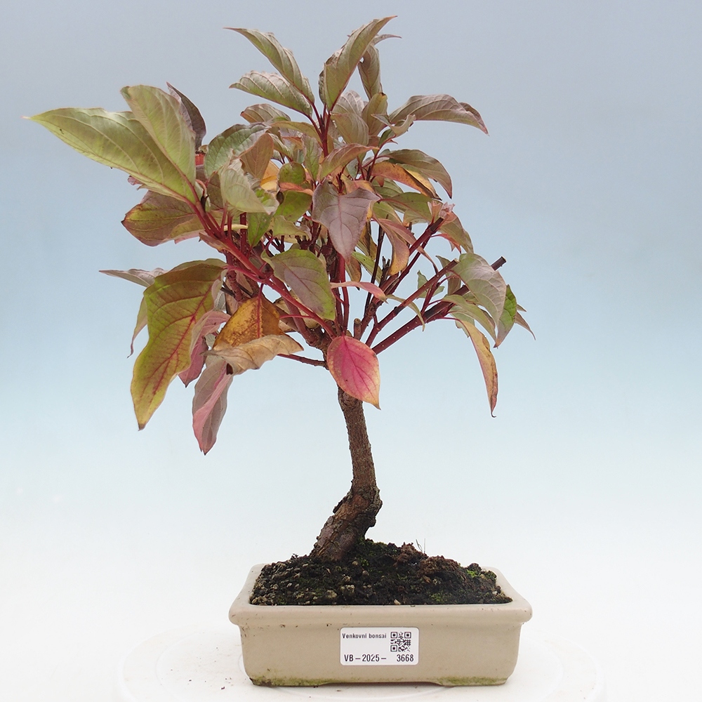 Venkovní bonsai - Dřín - Cornus mas