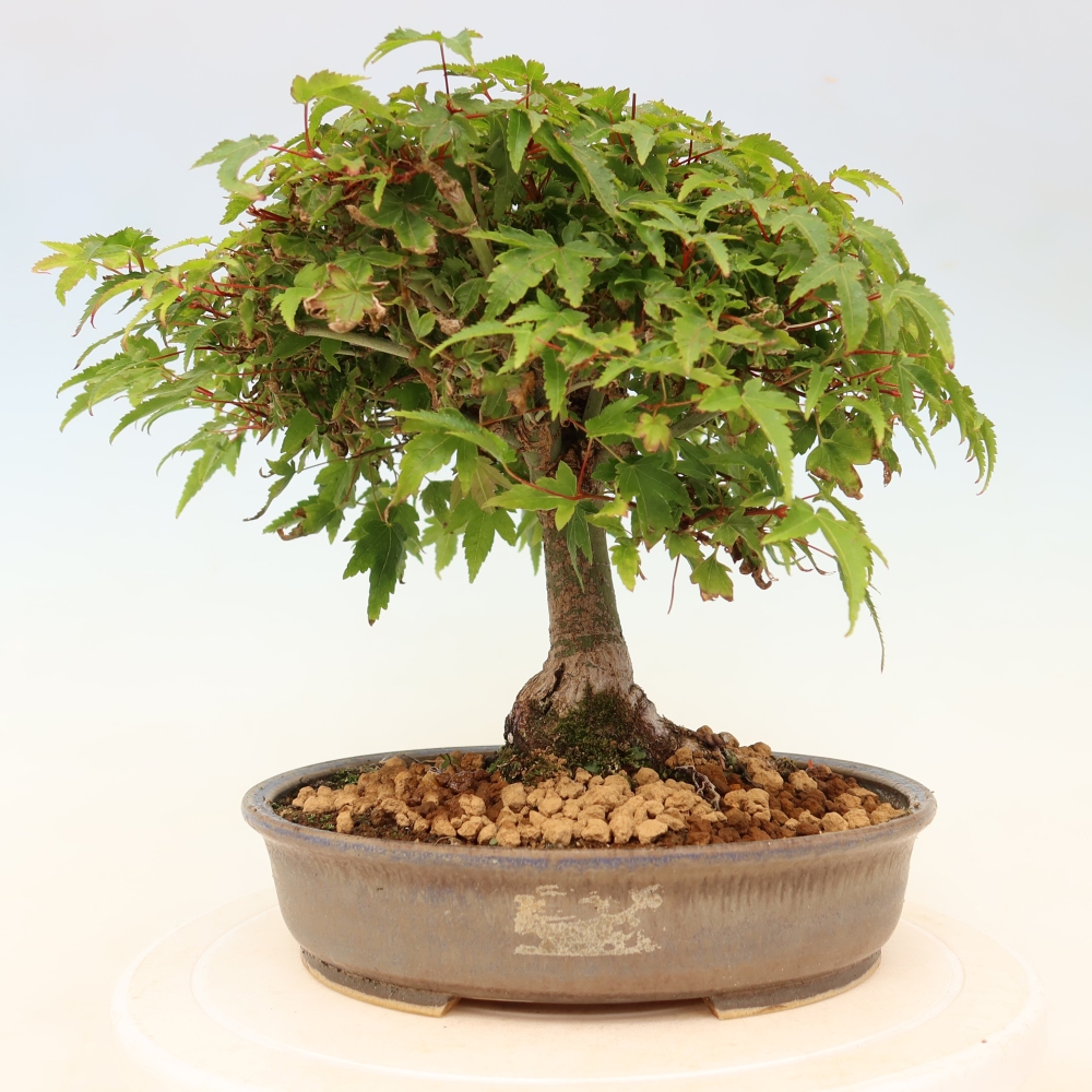 Acer palmatum KIOHIME - Javor dlanitolistý