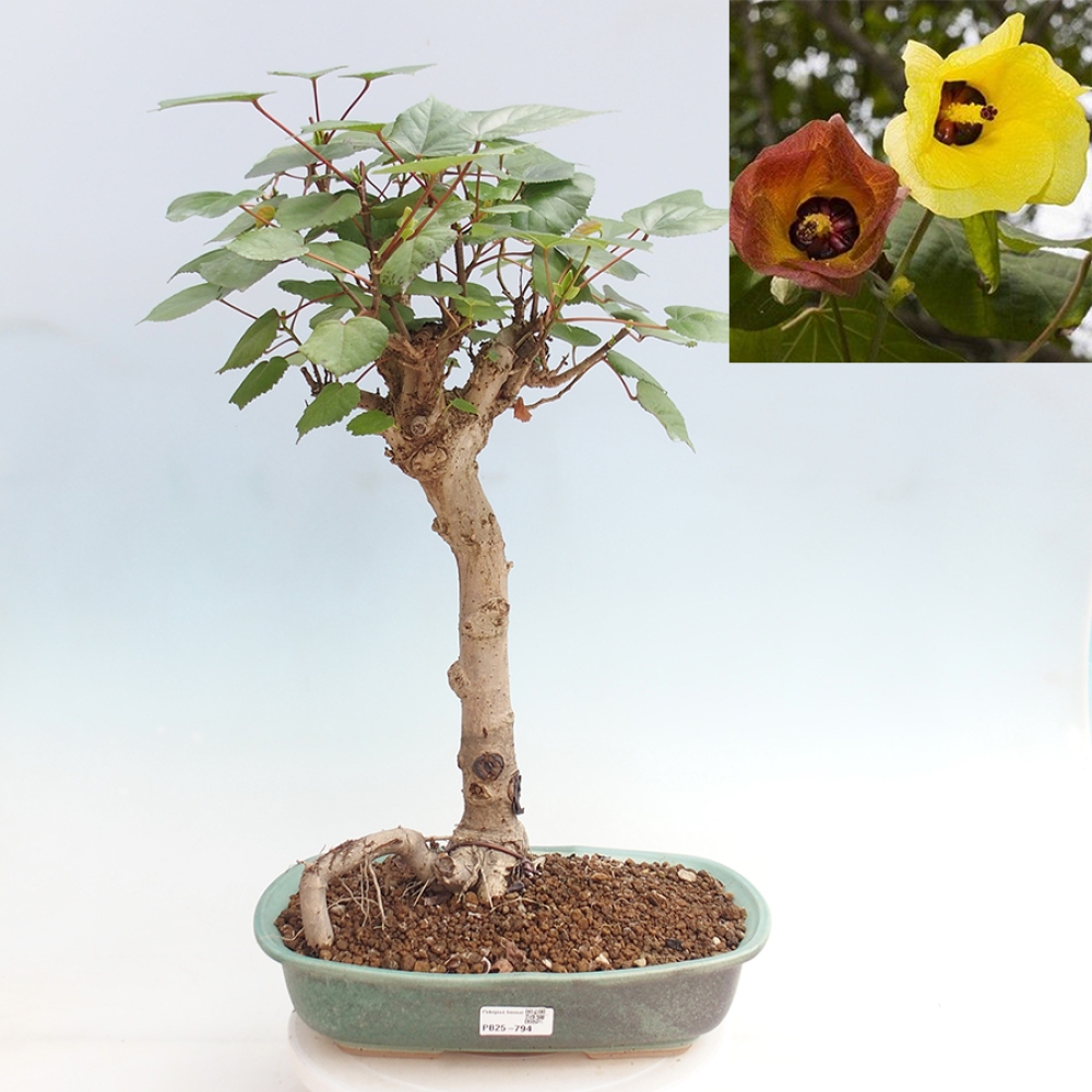 Pokojová bonsai - Hibiscus tiliaceus - Ibišek lípovitý, morský