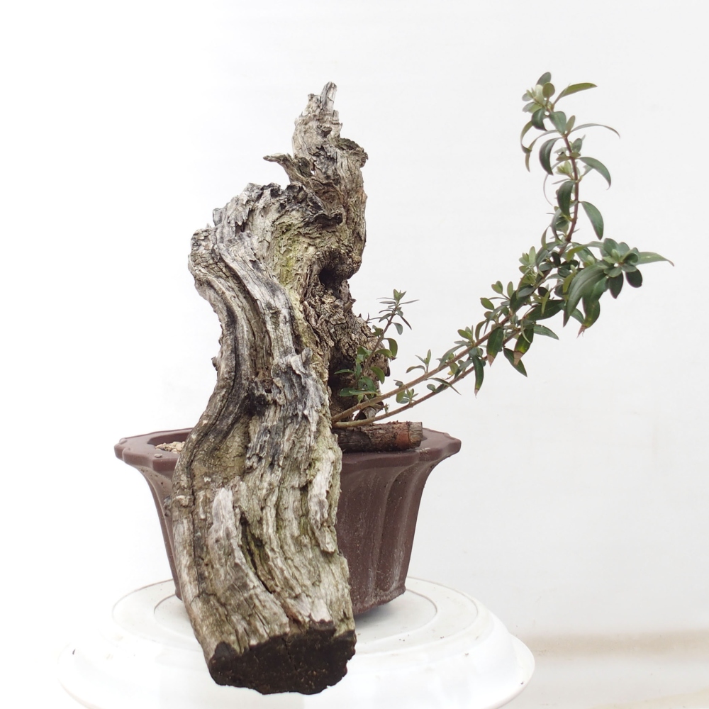 Pokojová bonsai - Olea europaea sylvestris -Oliva evropská drobnolistá