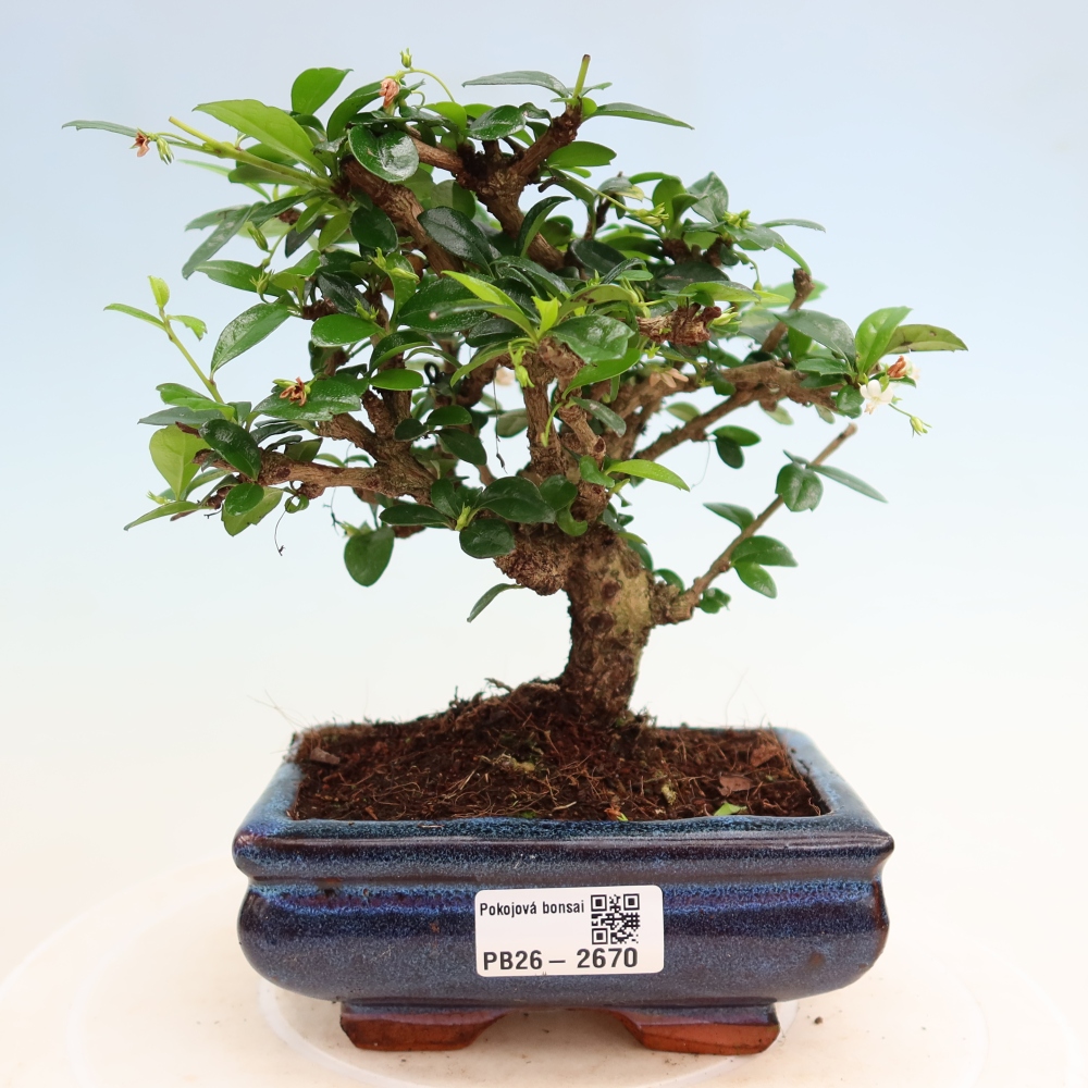 Pokojová bonsai - Carmona macrophylla - Čaj fuki