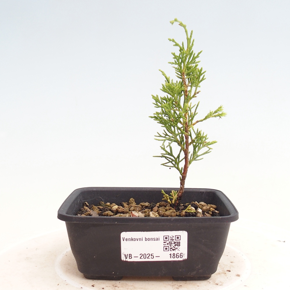 Venkovní bonsai - Juniperus chinensis Itoigawa -Jalovec čínský