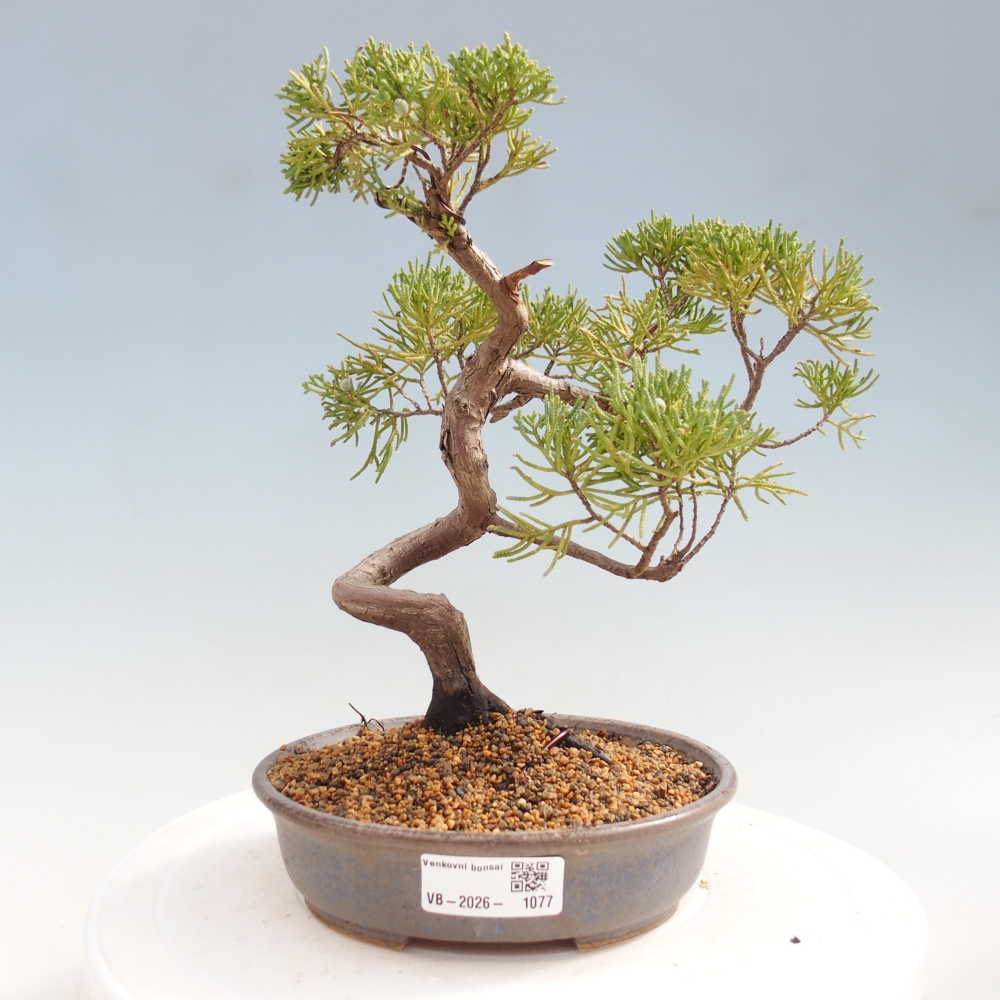Venkovní bonsai - Juniperus chinensis Kishu -Jalovec čínský