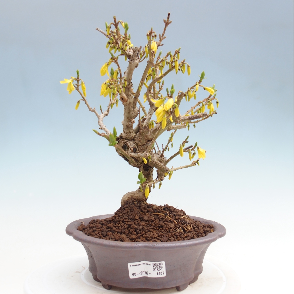 Venkovní bonsai - Zlatice - Forsythia koreana