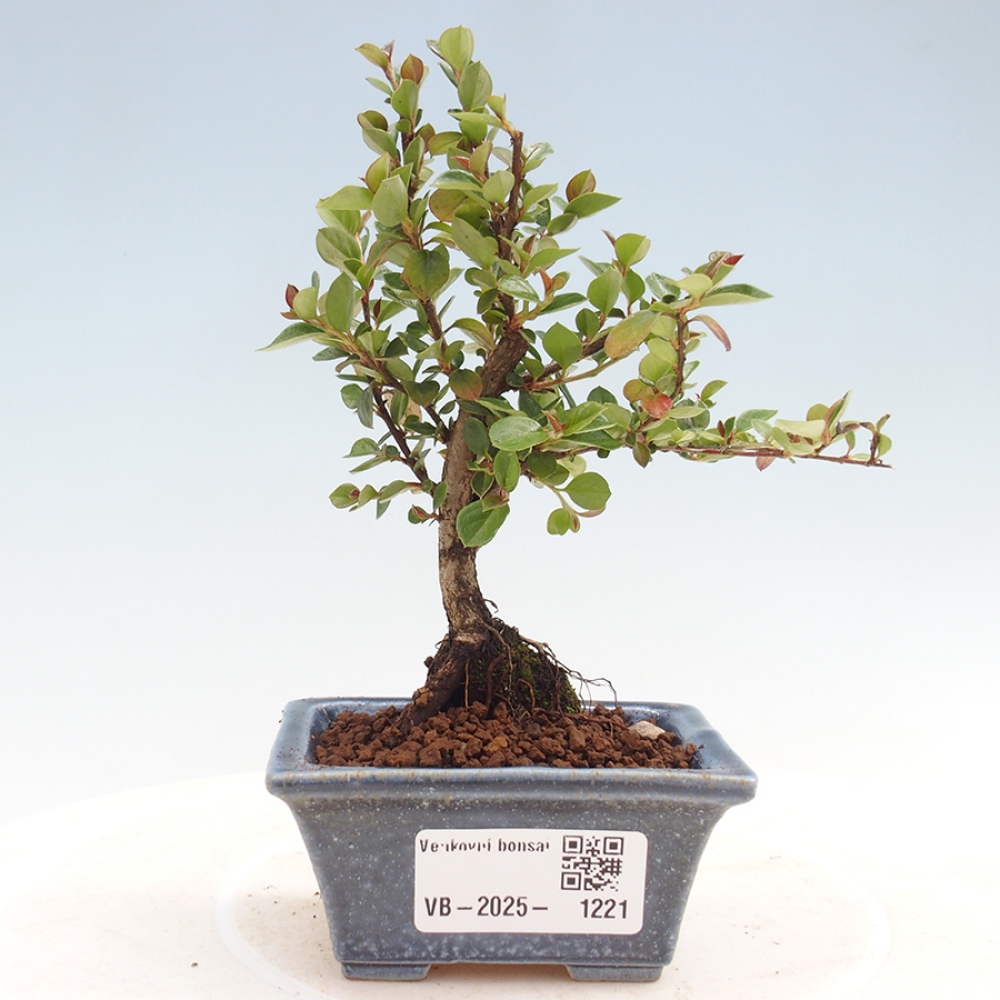 Venkovní bonsai - Cotoneaster horizontalis - Skalník